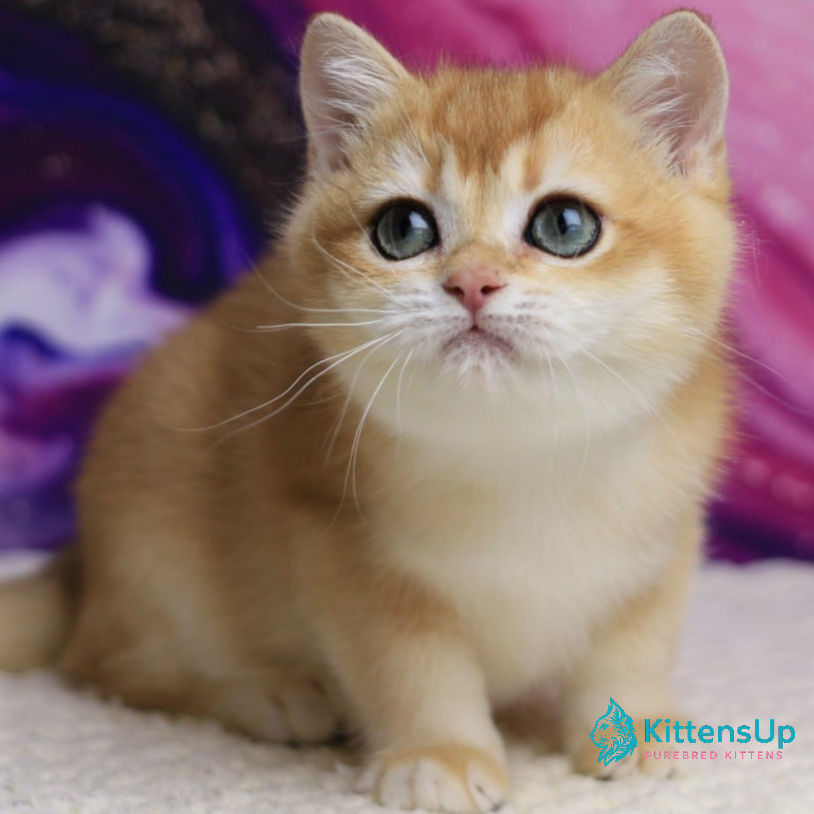 British shorthair
