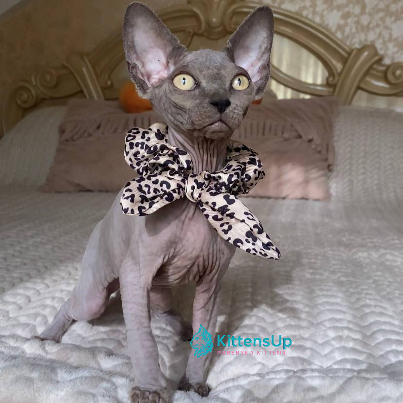 Sphynx