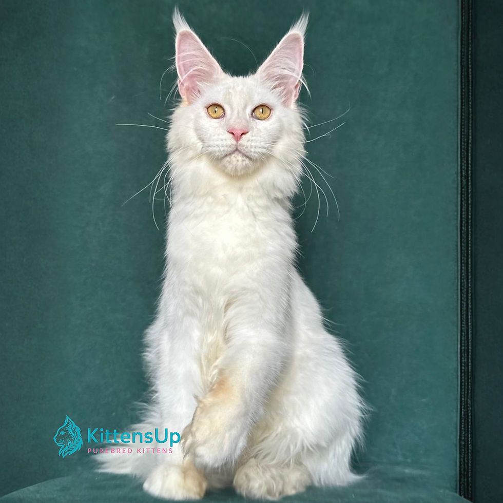 Maine Coon