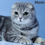 Thumbnail: 637 Ametta (U) Scottish Fold shorthair female kitten
