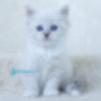 Siberian