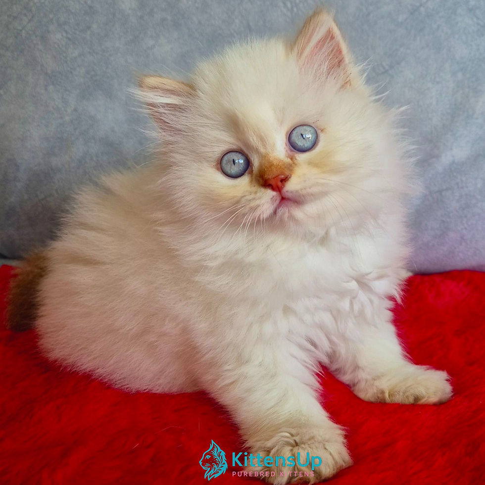 British longhair