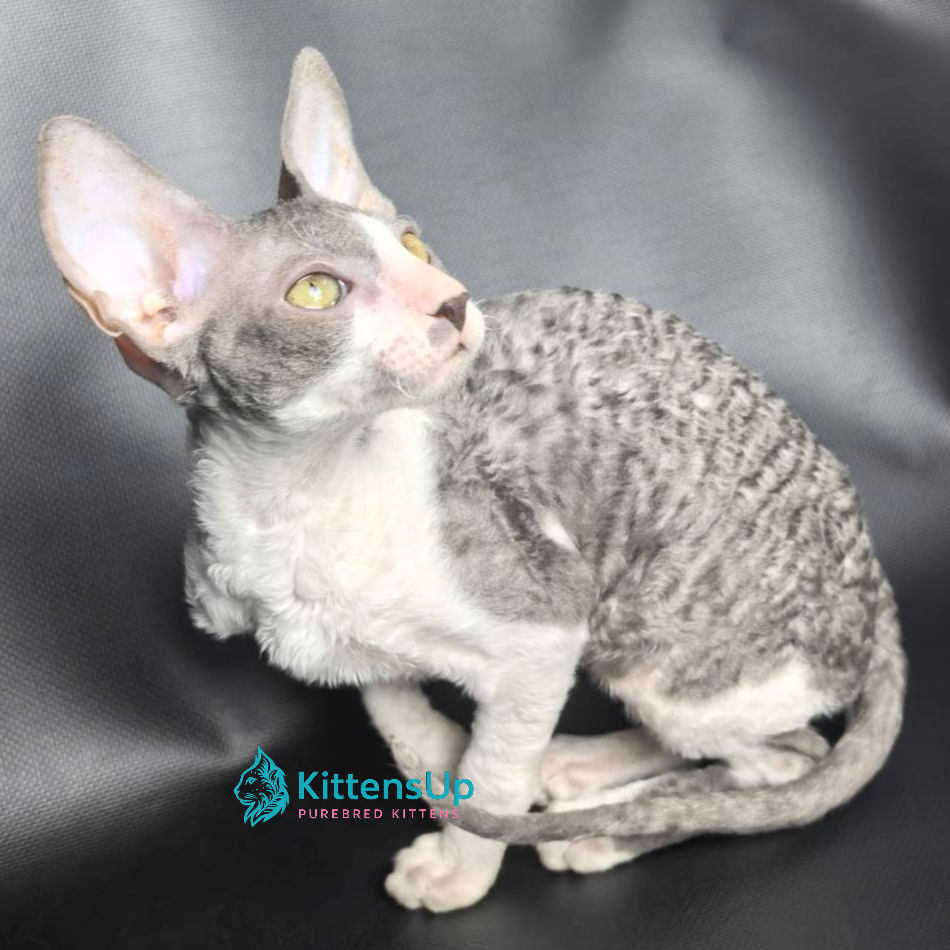 Thumbnail: 189 Izumka (BL) Cornish Rex female kitten