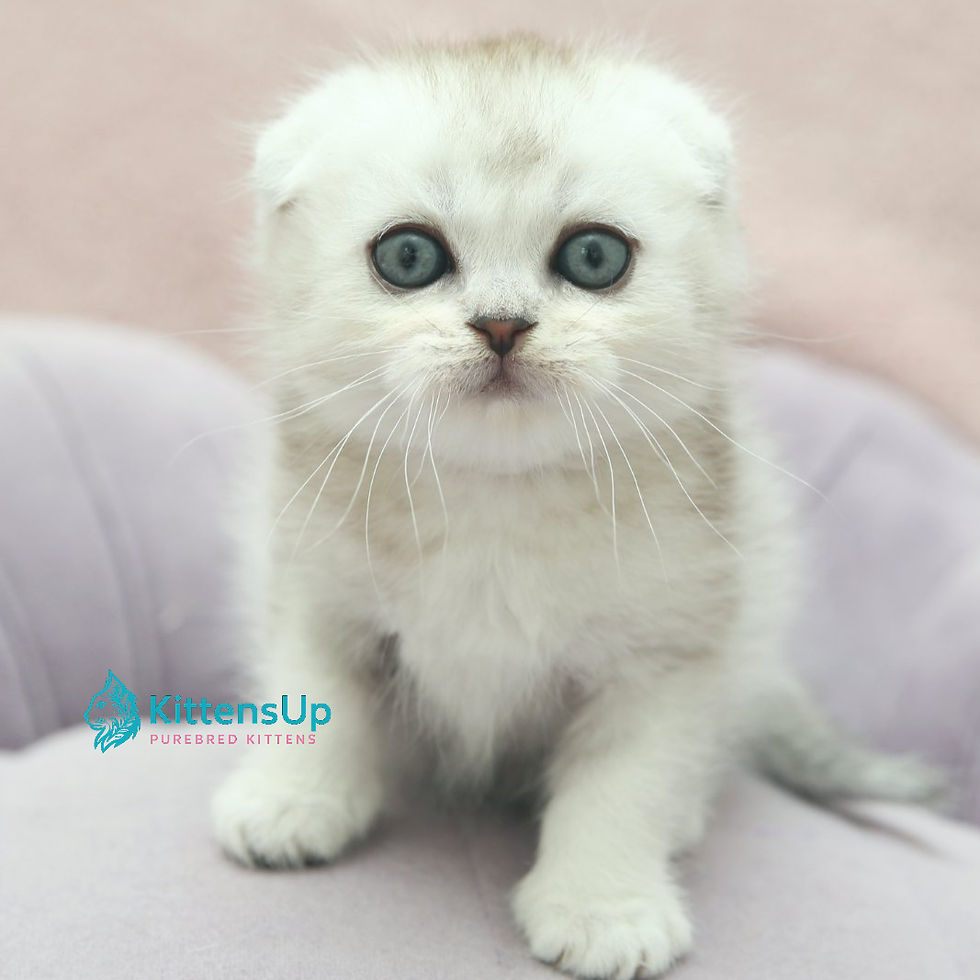 Scottish Fold