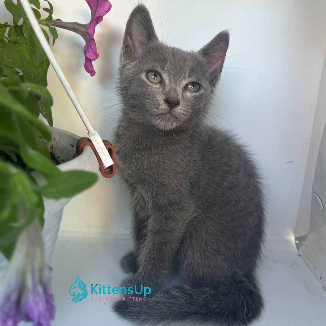 Russian blue