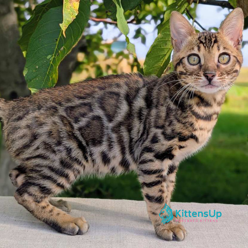 Bengal
