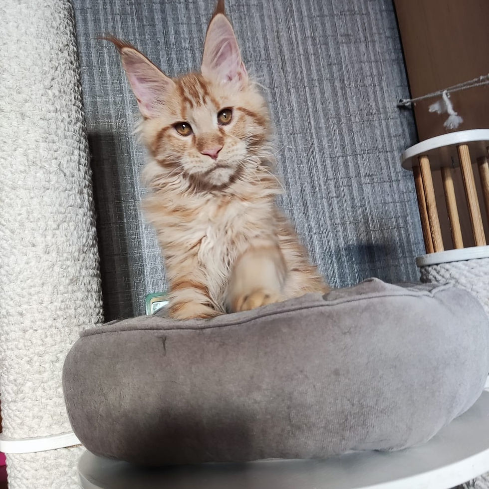 Thumbnail: 914 Cezar (KZ) Maine Coon Male kitten