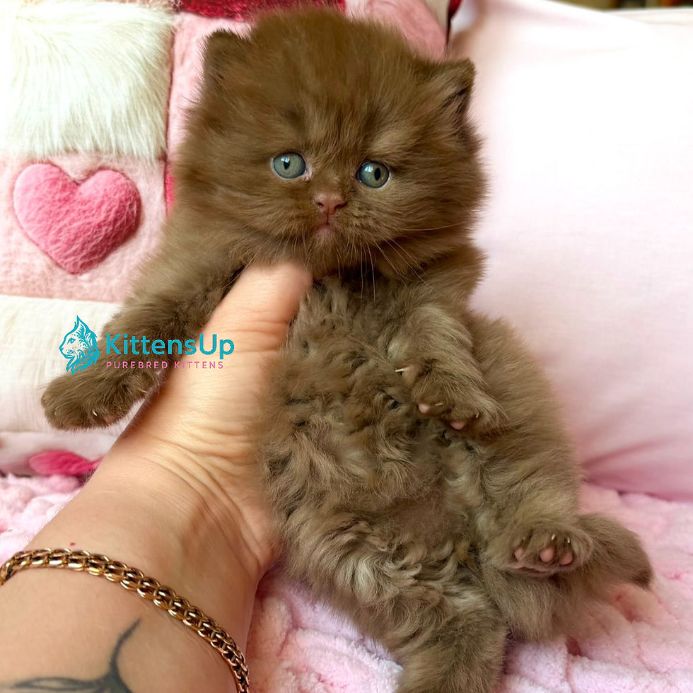 Thumbnail: British longhair