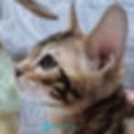 Thumbnail: Bengal