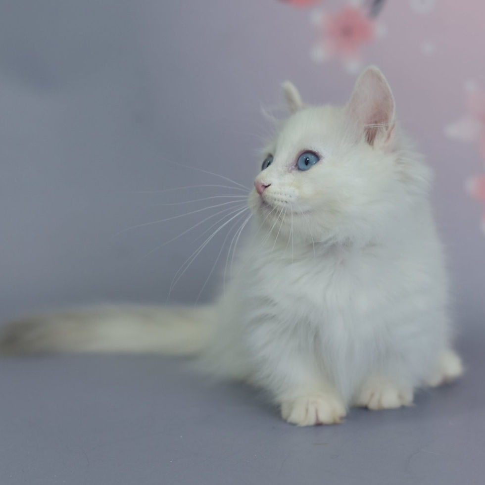 Thumbnail: 296 Ydging (U) Munchkin longhair male kitten