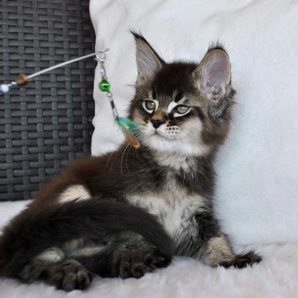 Thumbnail: 626 Ulan (U) Maine Coon male kitten