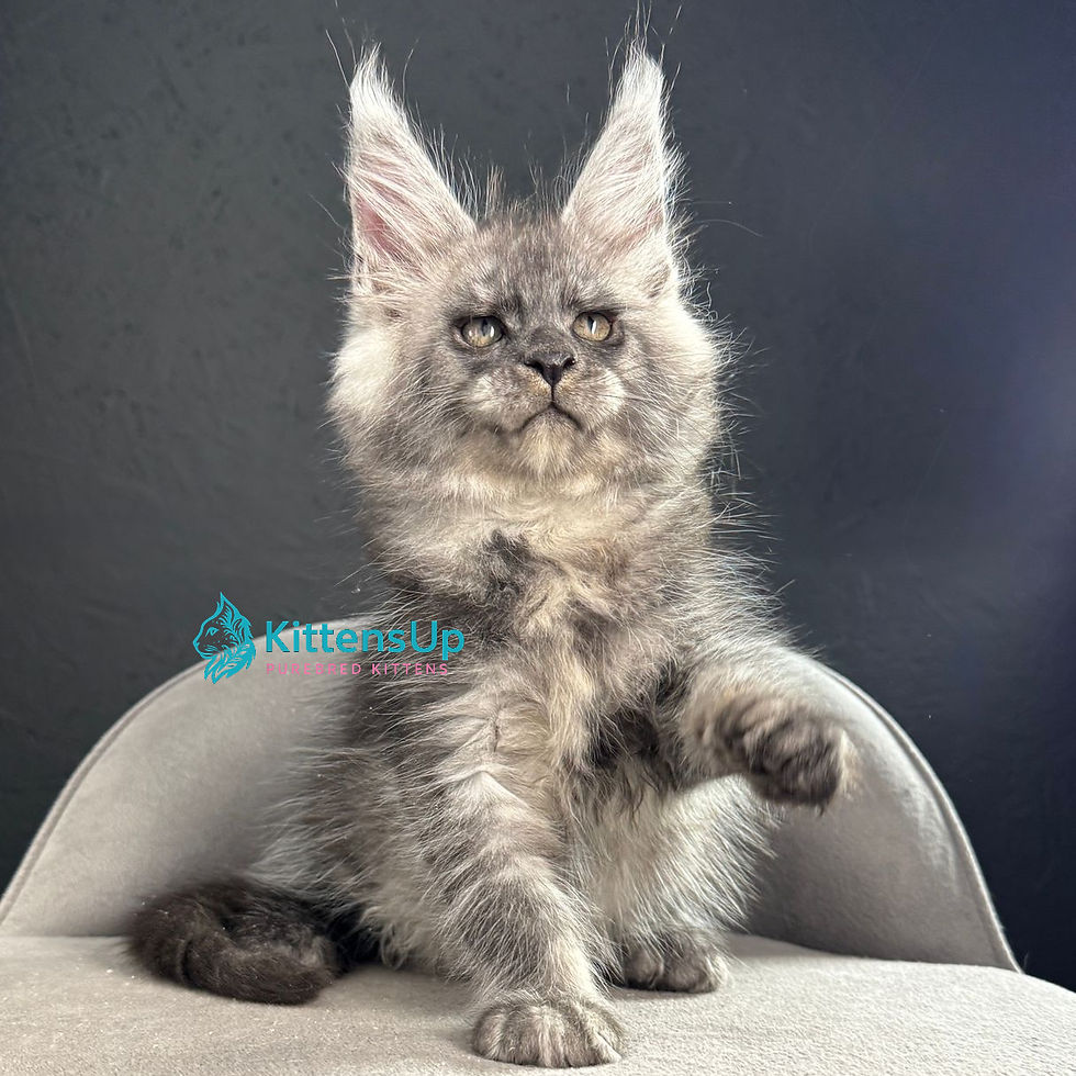 Maine Coon