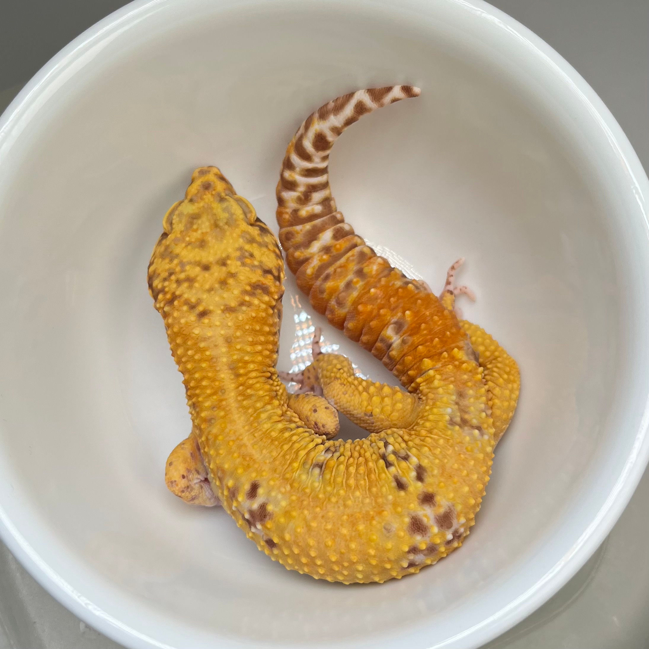 BBA-030721-A:  Blood Bell Albino (poss het eclipse)