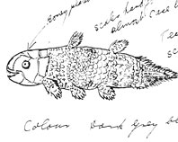 coelacanth-sketch-S.gif