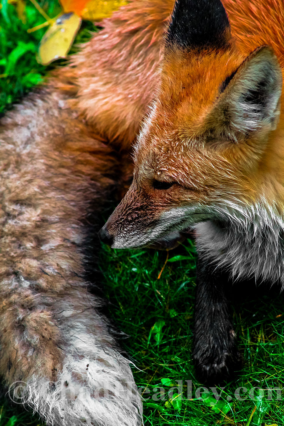 Wildlife Photography