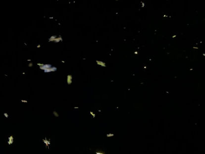 Nocturnal Light Dance