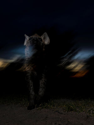 Nocturnal Wildlife Encounters