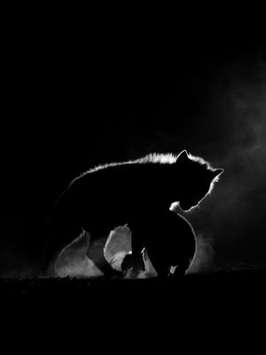 Enigmatic Silhouettes