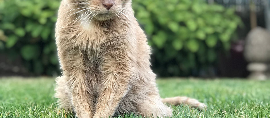 Memorial Gardens for Beloved Pets
