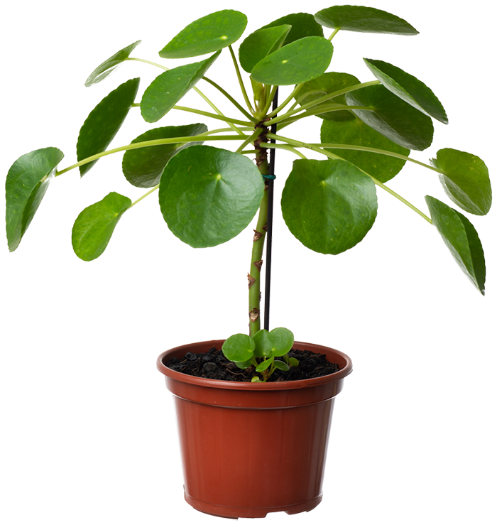 Pilea Peperomioides