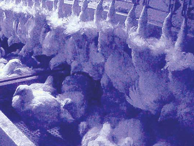 L214 : une enquête révèle le calvaire des poulets forcés à grossir