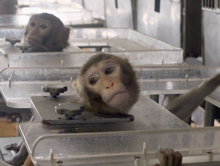 Volkswagen: des cobayes humains et des singes pour tester la nocivité des gaz d'échappement