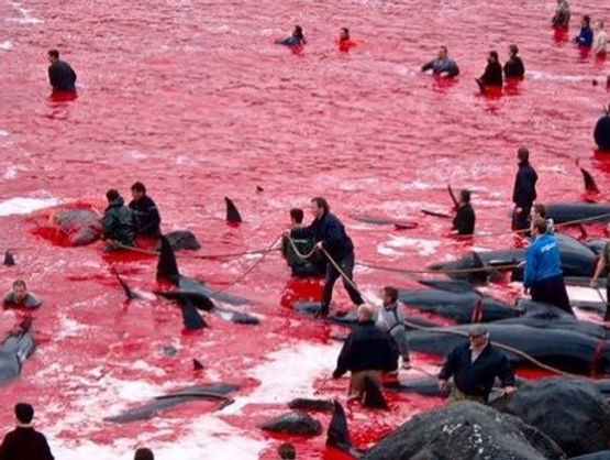 Horrible, le massacre des baleines et dauphins qui rend la mer rouge!