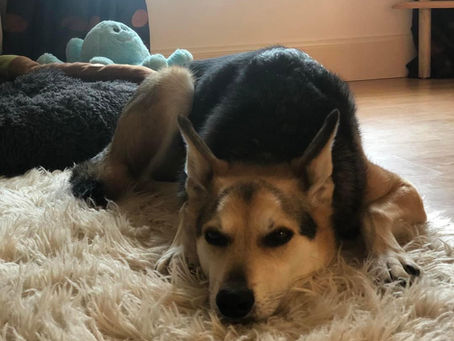 Remote training sessions