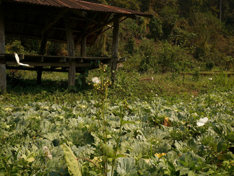 Down to the Mekong Valley