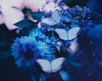 butterflie_edited-1.png