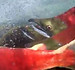 UP THE WATERFALL - SALMON