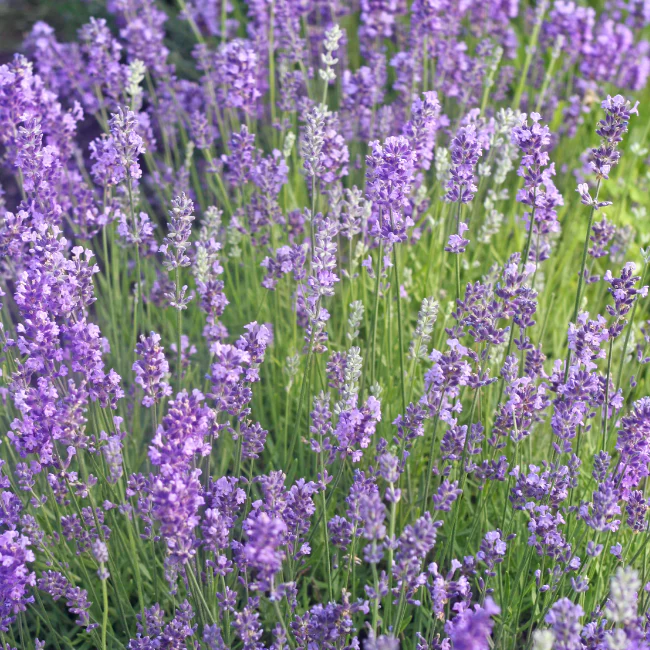 Lavender.webp