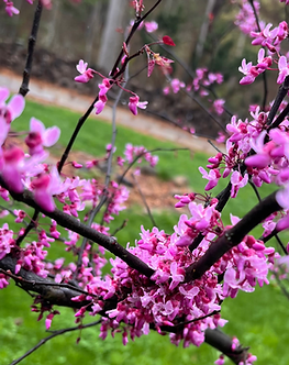 Budding flowers