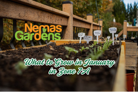 What to Grow in January in Zone 7A