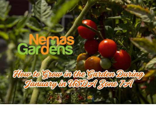 Growing a Garden: Honoring Black History in Agriculture