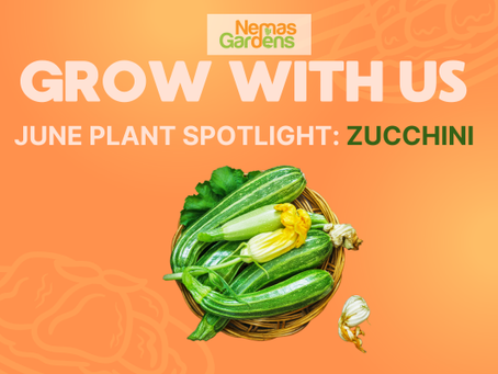 Grow With Us: June Plant Spotlight — Zucchini