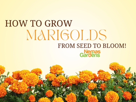 How to Grow Marigolds from Seed to Bloom
