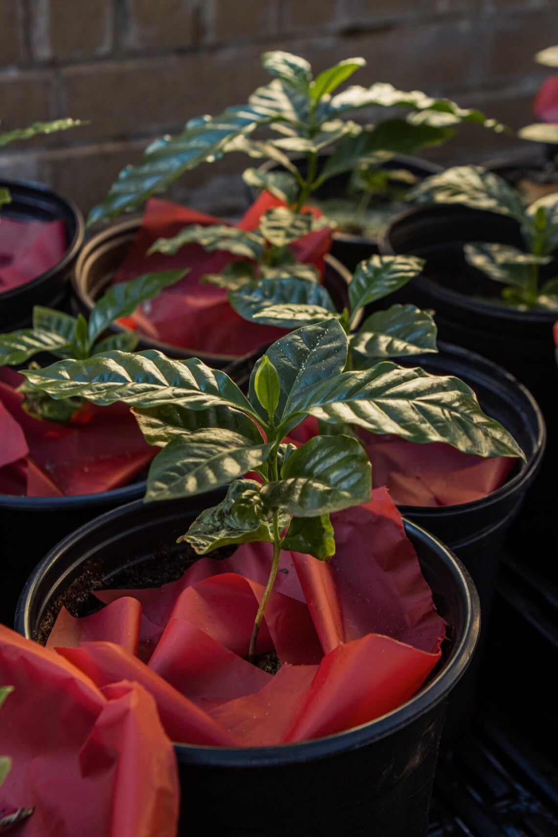 Arabica Coffee Plant: 6-Month Greenhouse Grown