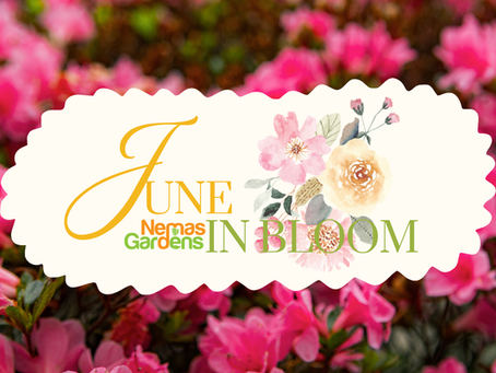June in Bloom