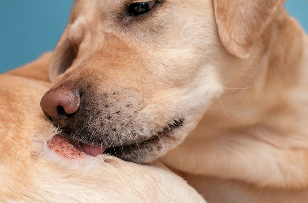 Close-up van een rode, vochtige hotspot bij een hond op de rug, ter illustratie van pyotraumatische dermatitis.