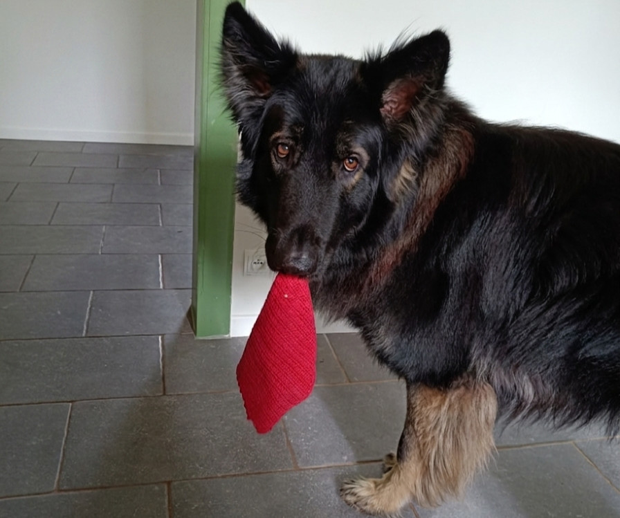 Gezonde en vitale hond zit in het het gras na B12 herstel.