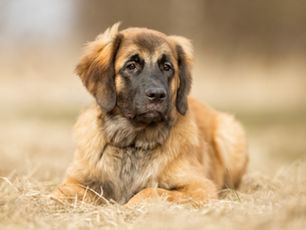 een hond met een giardia infectie
