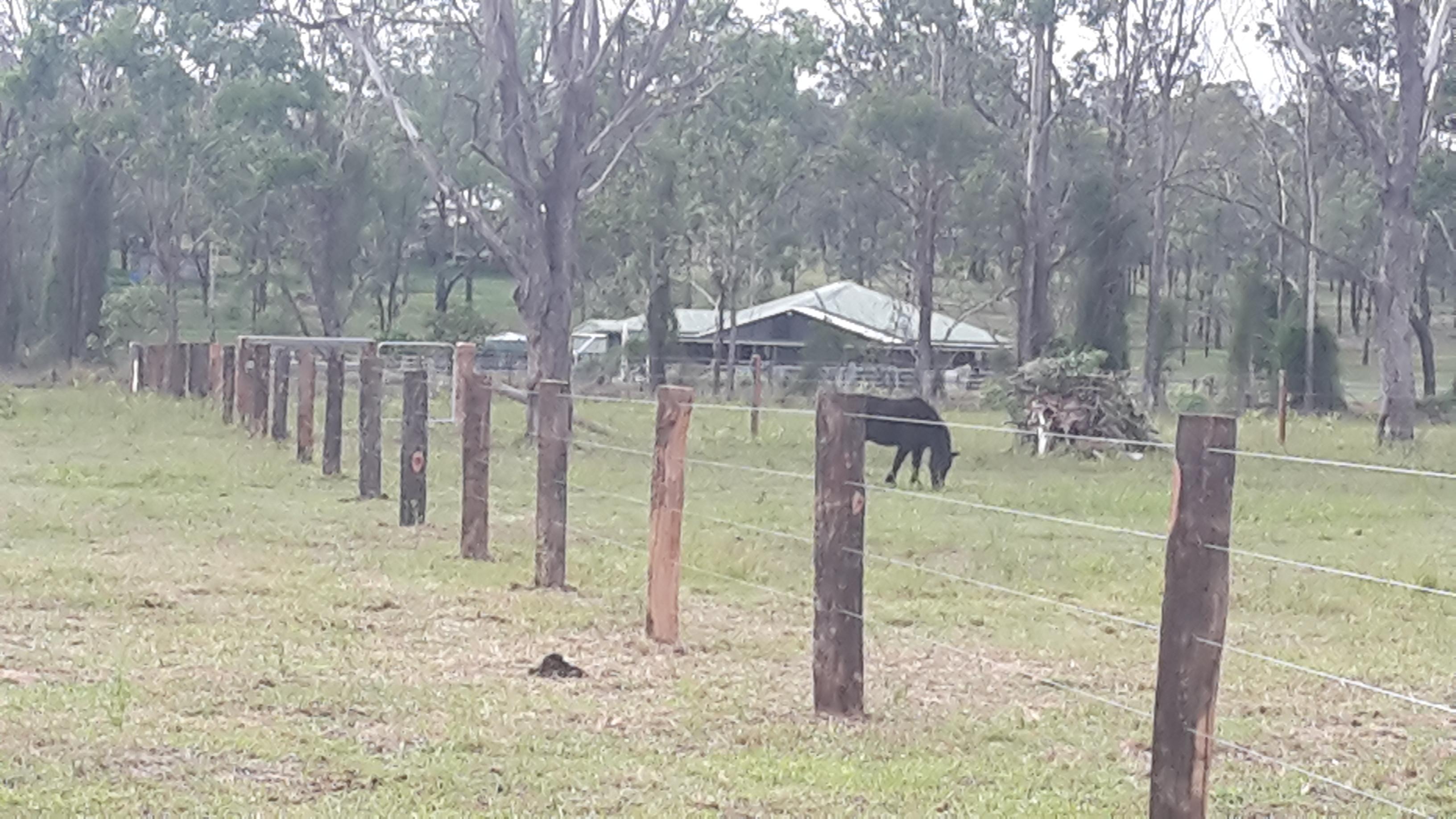 Horse fencing