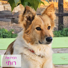 רותי