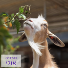אולי