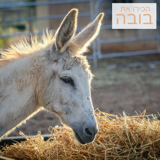 בובה