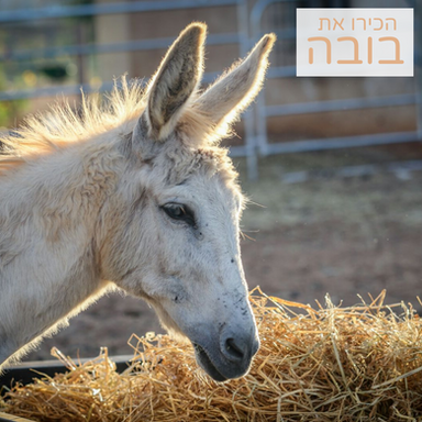 בובה