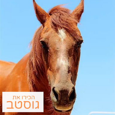 גוסטב