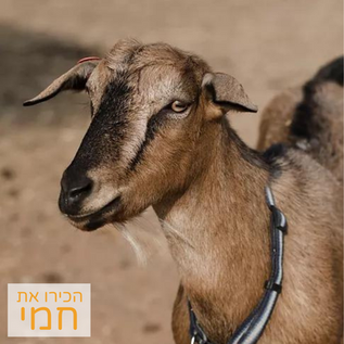 חמי