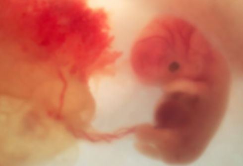 baby first trimesters pregnancy
